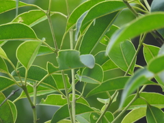 (c) Srinivasan Kasinathan, some rights reserved (CC BY) Syzygium densiflorum, photograph (c) Srinivasan Kasinathan, some rights reserved (CC BY)
