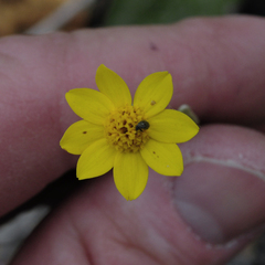 Eriophyllum congdonii