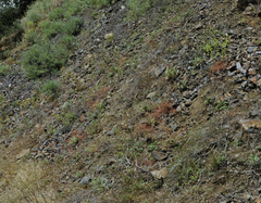 Eriophyllum congdonii