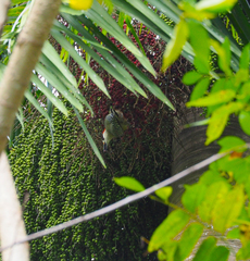 Melanerpes superciliaris