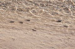 Cyprinodon salinus salinus
