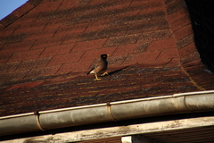 Acridotheres tristis