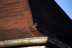 Acridotheres tristis