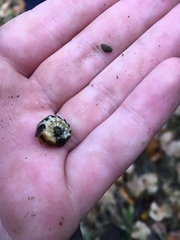 Pterotus obscuripennis