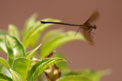 Hetaerina cruentata