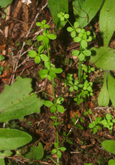 Galium propinquum