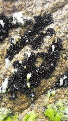 Mytilaster solisianus