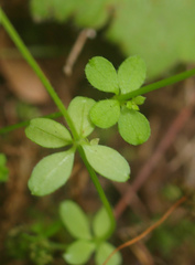 Galium propinquum
