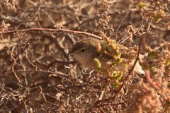 Prinia lepida