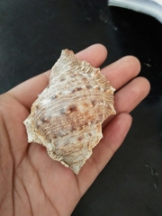 Tonnoidea