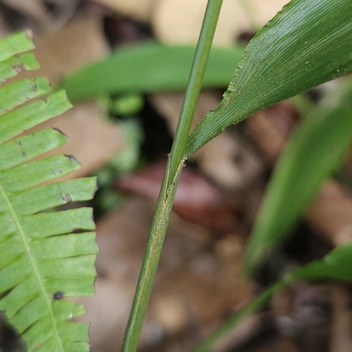 Image of Lophatherum gracile by (c) pbsg, some rights reserved (CC BY)