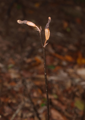 Gastrodia minor