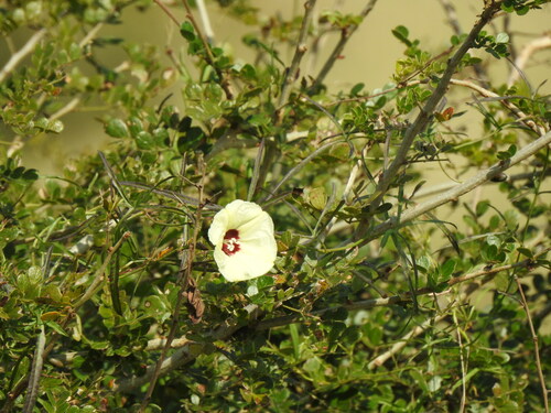 Image of Merremia palmata by (c) katuchka, some rights reserved (CC BY)