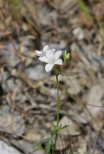 monarch gilia (Gilia yorkii)