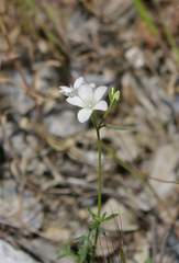 Gilia yorkii
