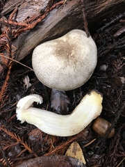 Agaricus