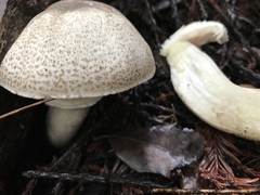 Agaricus