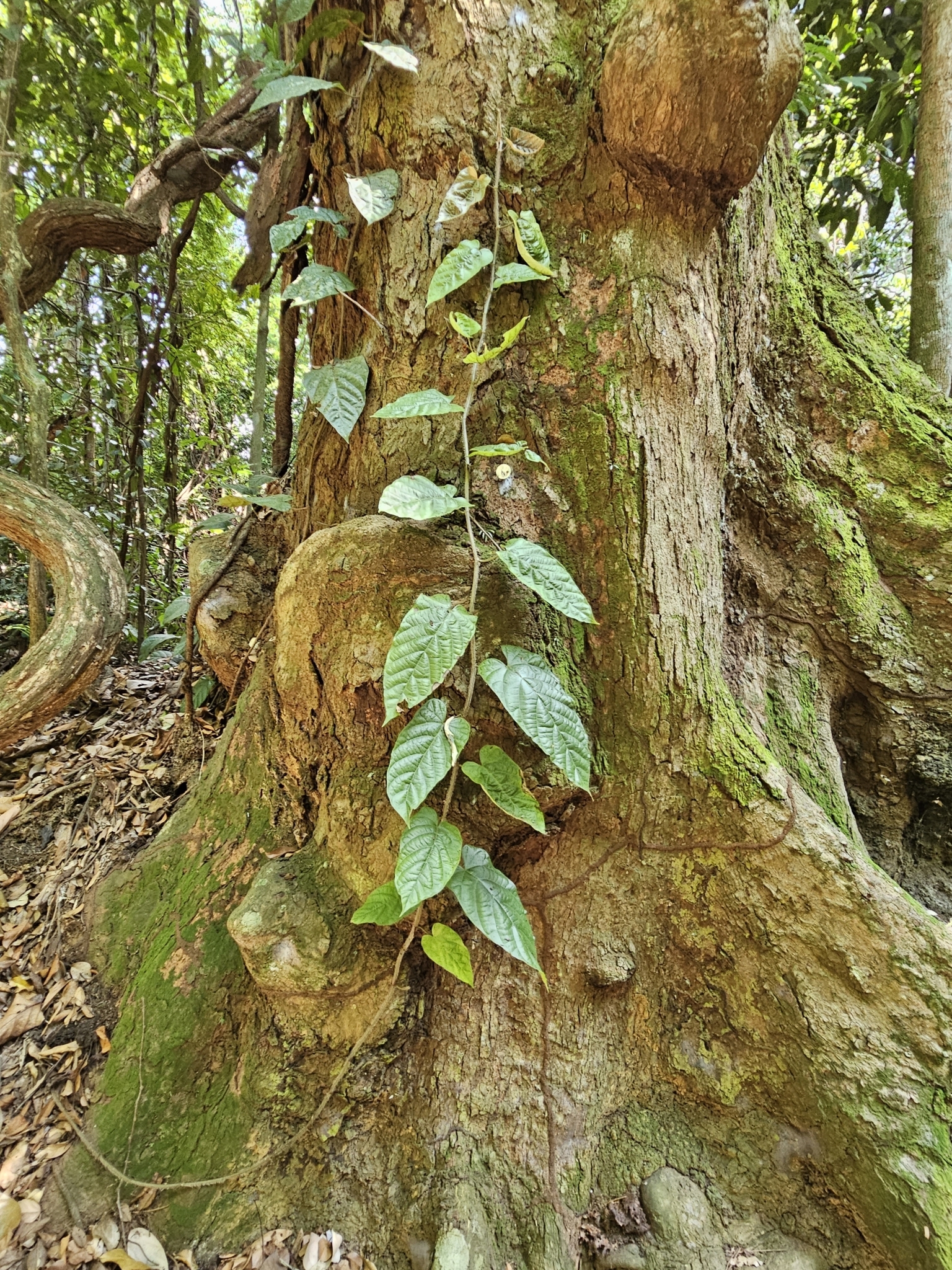 Imagem de Jiboia-falsa