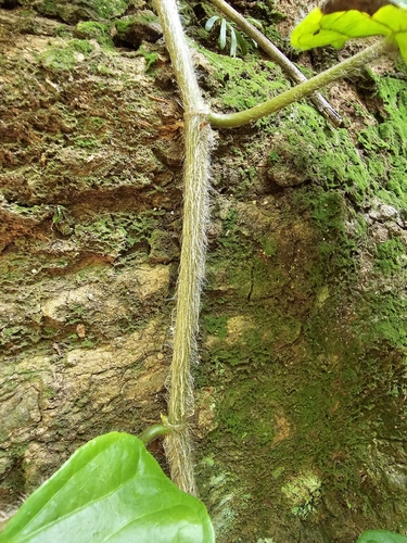 Image of Ficus sagittata by (c) pbsg, some rights reserved (CC BY)