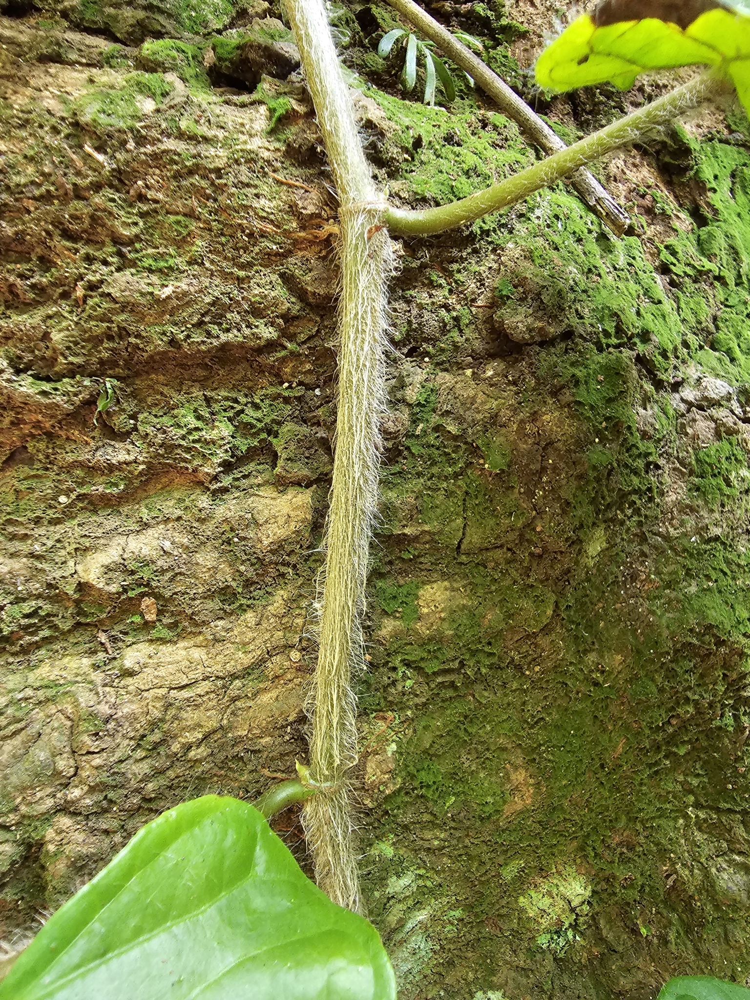 Imagem de Jiboia-falsa