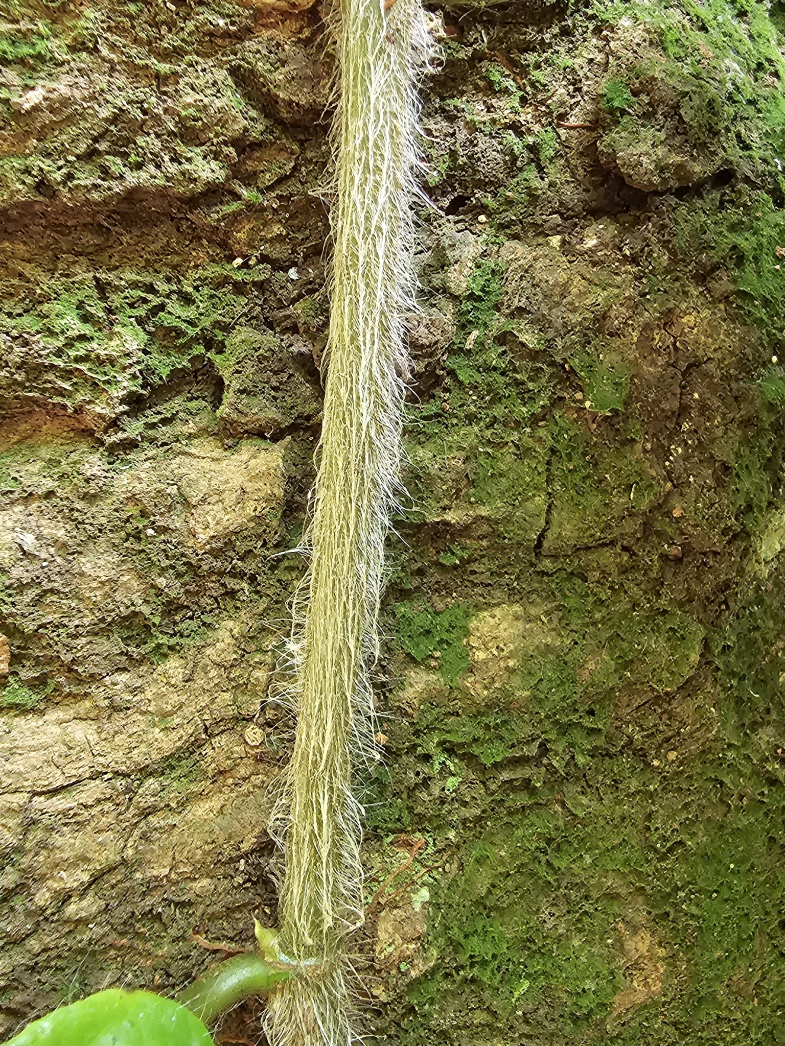 Imagem de Jiboia-falsa
