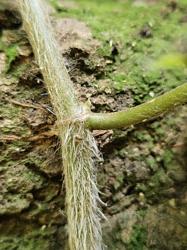 Image of Ficus sagittata by (c) pbsg, some rights reserved (CC BY)