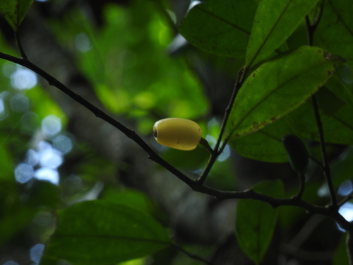 Gomphandra coriacea observed 2023-05-23