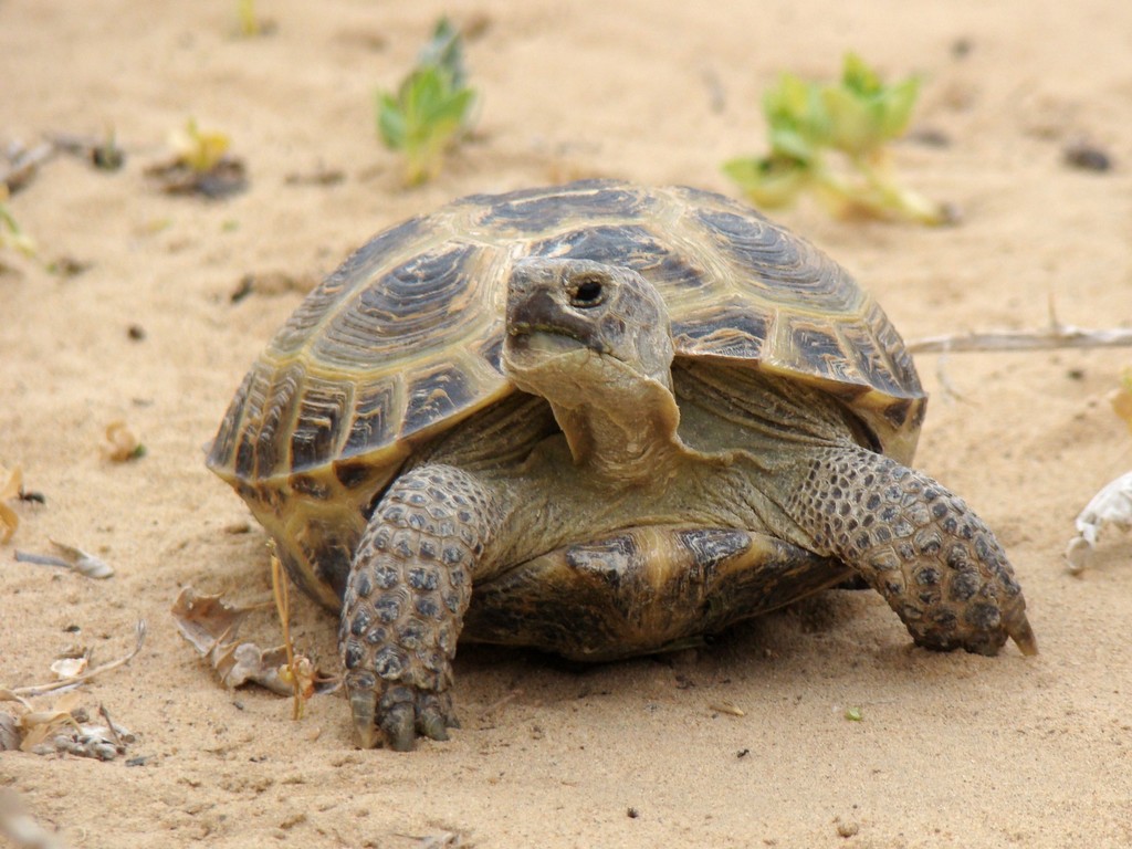 Afghan Tortoise in May 2011 by Юрий Данилевский (Yuriy Danilevsky ...