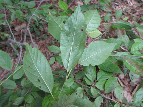 Alnus japonica iNat (1)