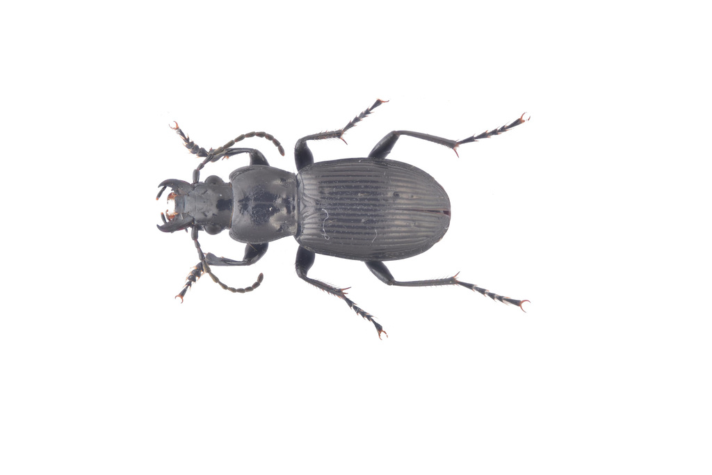 Chinapterus