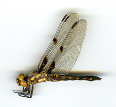 Libellula nodisticta