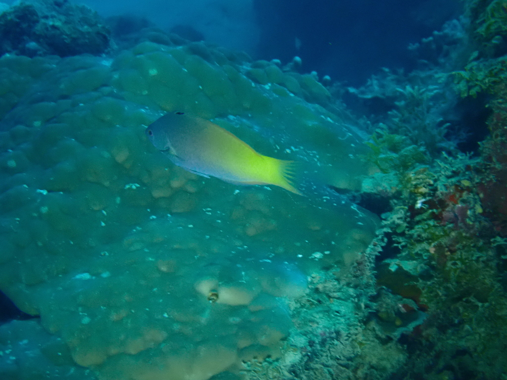 Half-grey Wrasse
