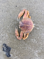 Persephona aquilonaris