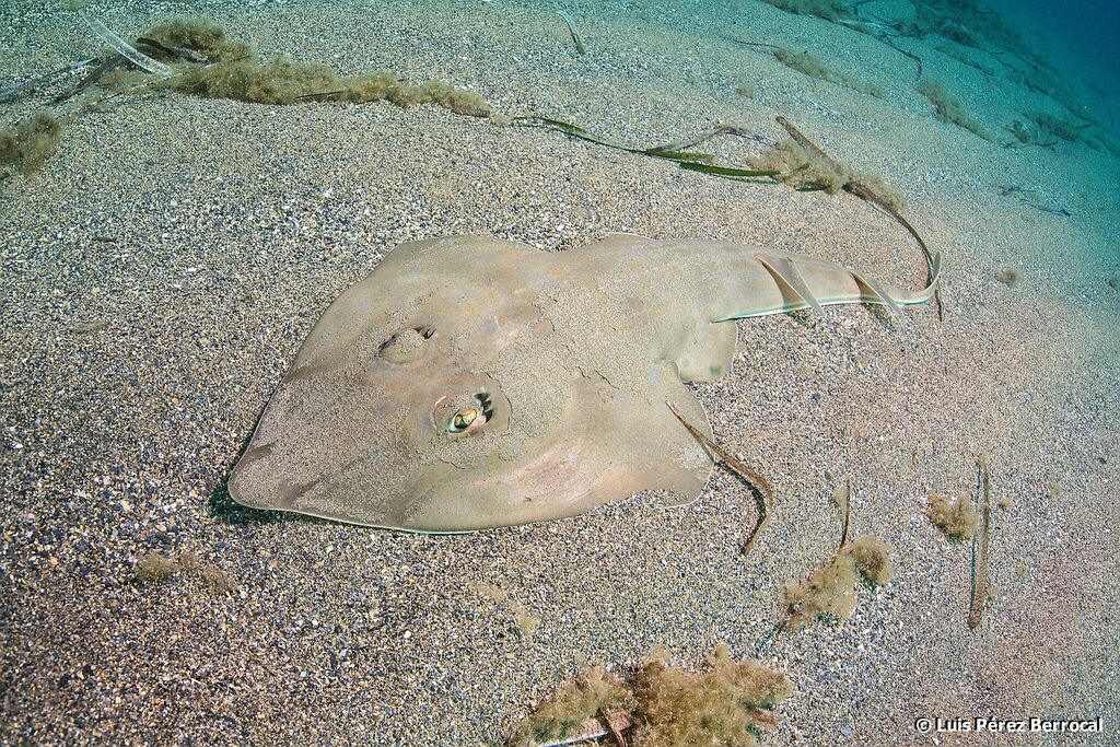 Foto de Guitarra Común (Rhinobatos rhinobatos)