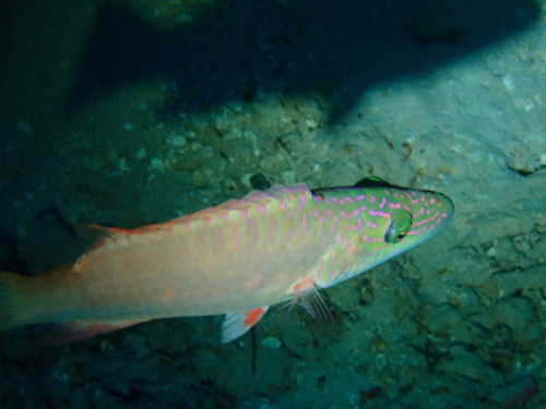 Oxycheilinus digramma observed 2023-06-12
