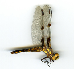 Libellula nodisticta