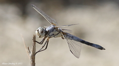Libellula composita