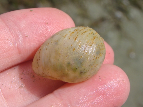 Papawera zelandiae