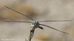 Libellula composita