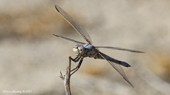 Libellula composita