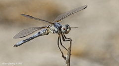 Libellula composita