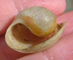 Papawera zelandiae