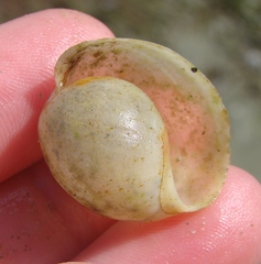 Papawera zelandiae