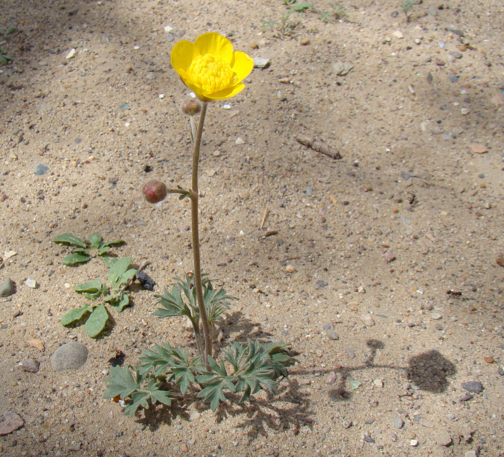 Ranunculus platyspermus