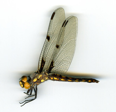 Libellula nodisticta