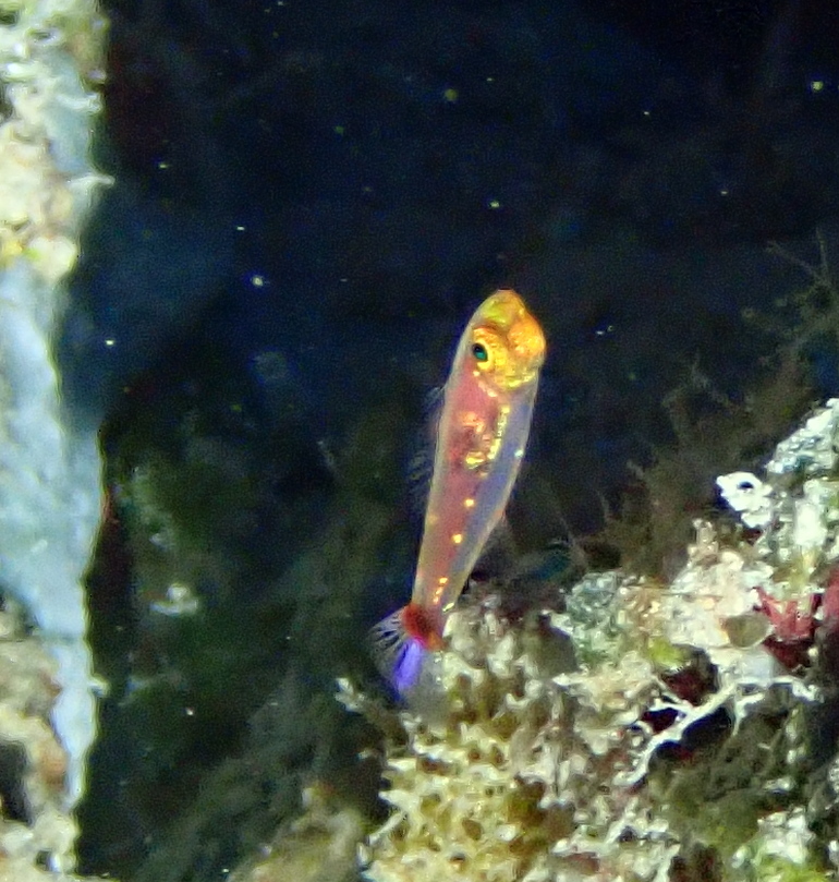 Nasal-bar Pygmygoby