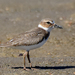 Wilson's Plover (Belding's) - Photo (c) Steven Mlodinow, some rights reserved (CC BY-NC), uploaded by Steven Mlodinow