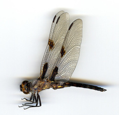 Libellula nodisticta