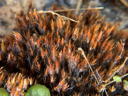 Golden Erect-capsule Moss (Orthothecium chryseum)