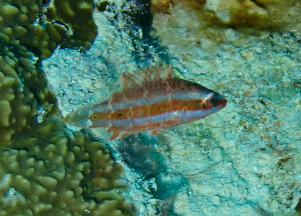 Oriental maori wrasse